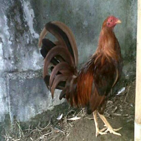 Tetap pukul k.o 594 views4 months ago. Gambar Ayam Philipin Ninja : Membuat ayam pisau berani ...