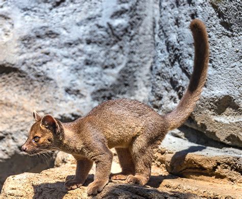 Fossa Tail