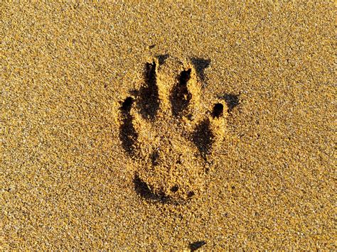 Our top picks lowest price first star rating and price top reviewed. Perro en la playa | TurismoVasco.com