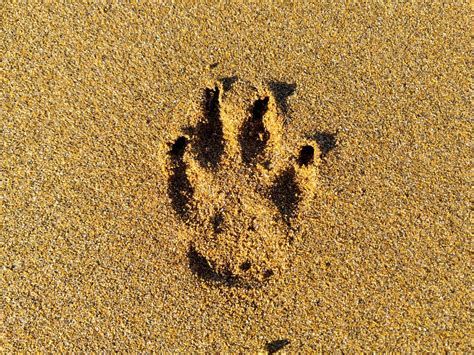 Het populaire en levendige zandstrand van de stad alicante gelegen aan de costa blanca. Perro en la playa | TurismoVasco.com