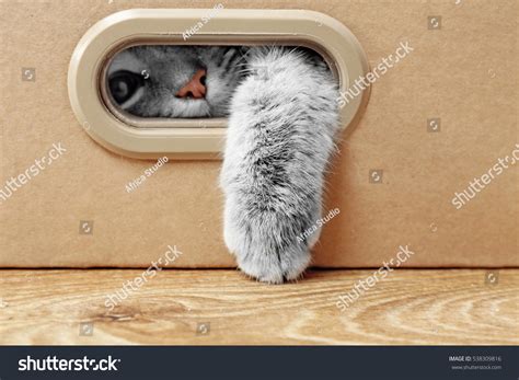 Cute Cat Cardboard Box Stock Photo 538309816 Shutterstock
