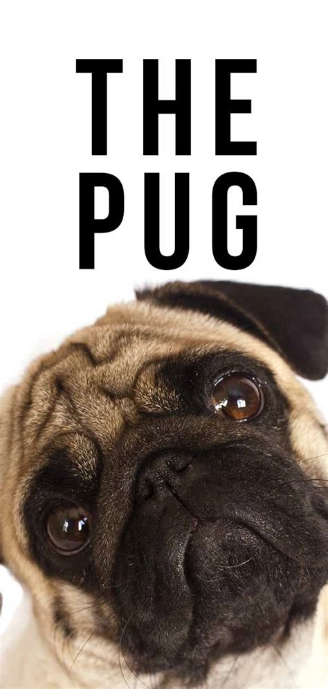 Pug Dog Breed Information Center A Complete Guide To The Pug