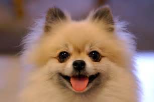 Top 10 Cutest Small Dog Breeds On The Planet Dogs 101