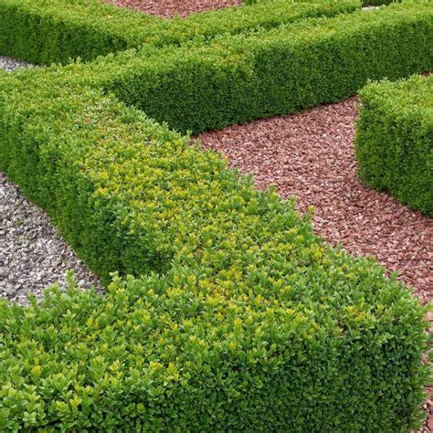 Buxus Sempervirens Hedging Plants Free Uk Delivery