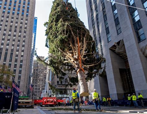 See It Rockefeller Center Christmas Tree Arrives In Midtown Midtown