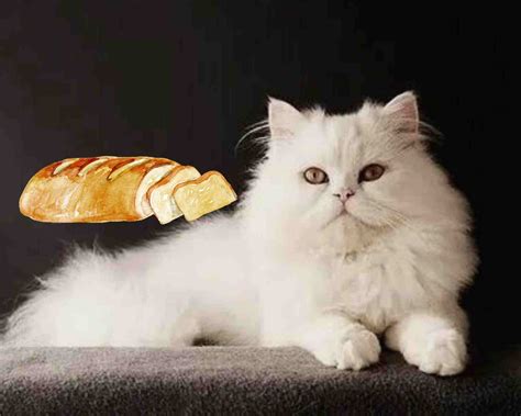 Can Persian Cats Eat Bread My Persian Cat