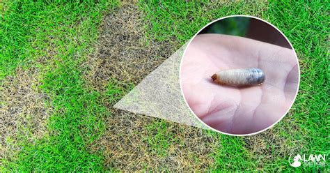 Removing And Preventing Lawn Grubs And Weeds Oxafert And Acelepryn Gr