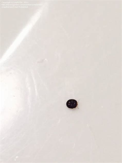 Little Black Round Bugs In Bedroom