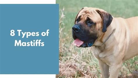 8 Types Of Mastiffs All You Need To Know Animalfate