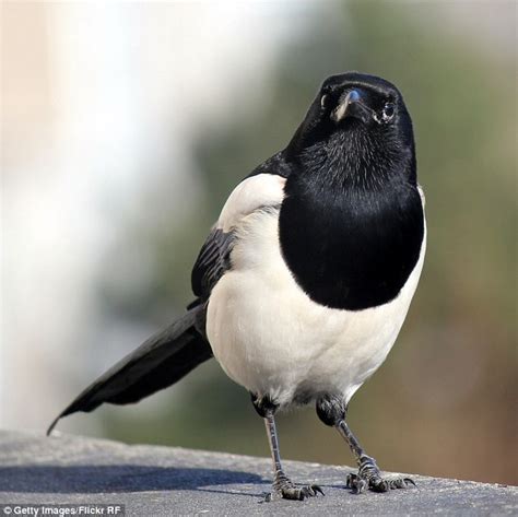 New Zealand Police Claim Magpie Stole A Tag Heuer Watch And Left It In