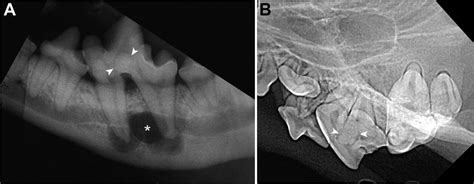Left Mandibular Carnassial Tooth Malformation In The Crown Of A Dog