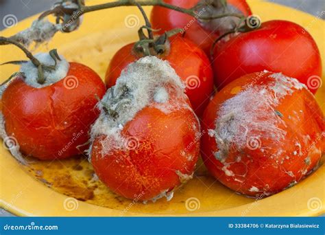 Rotten Tomatoes After Illness From Lack Of Heat And Light Isolated On
