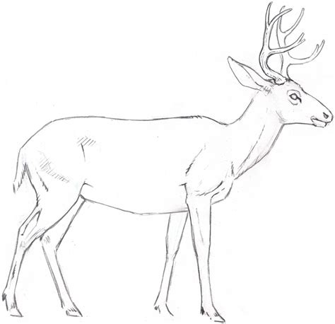 Mule Deer Skeleton 10 Deer Drawing Easy Easy Drawings Deer Skeleton