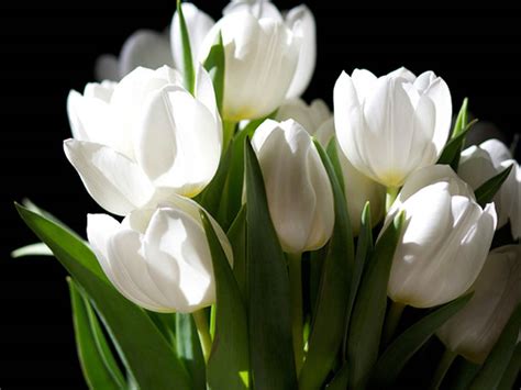 Hd Wallpapers White Tulip Flowers
