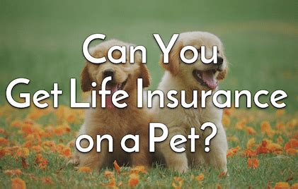 If the individual qualifies, his or her pets will. Can You Get Life Insurance on a Pet? - Buying Pet Life ...