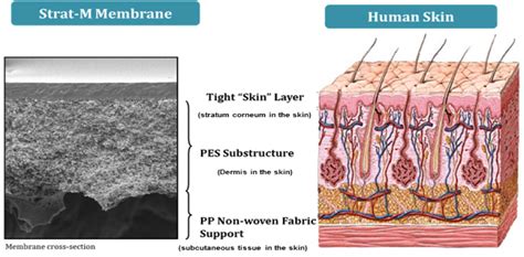 Membrane Properties For Permeability Testing Skin Versus Synthetic