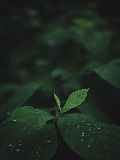 Deep Green Pictures Download Free Images On Unsplash