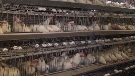 نگرانی از نابودی صنعت مر‌غ‌داری در هرات؛ نزدیک به ۱۵۰۰ فارم مرغ‌داری در این ولایت ورشکست شده‌اند