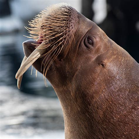 Behind The Thrills Walruses Warming And What Seaworlds Doing To