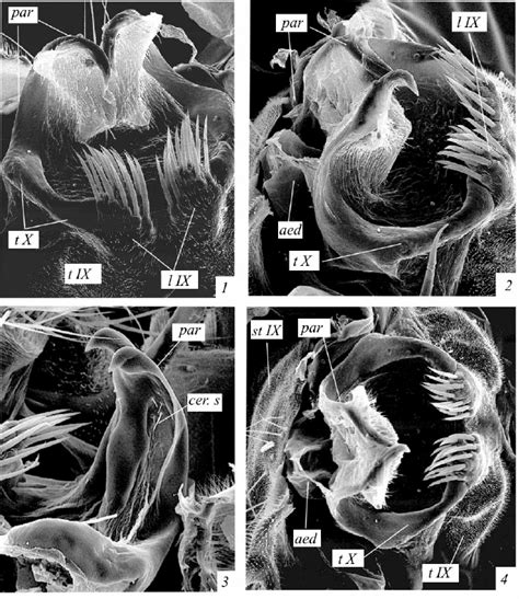 Aedes Meigen 1818 Male Abdominal Segment Ix And Proctiger Sem 1