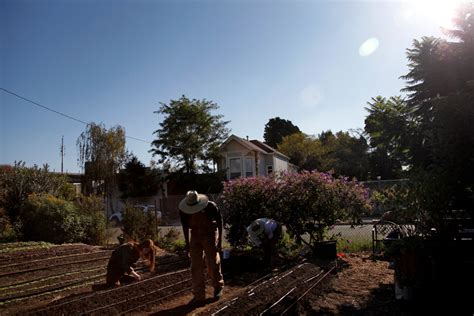 There are also many options forfree food in berkeley and in san francisco. West Oakland Urban Farming Photos by Preston Gannaway ...