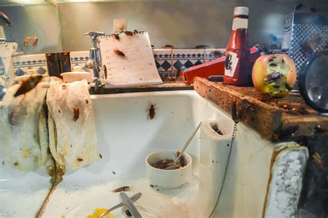 Very dirty kitchen, should be cleaned. Cockroaches In A Dirty Kitchen Stock Photo - Download ...