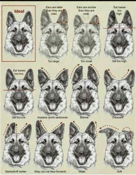 Do All German Shepherd Dogs Have Big Ears Girlsaskguys