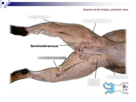 Obu Aandp Lab Posterior Cat Leg Muscles Diagram Quizlet