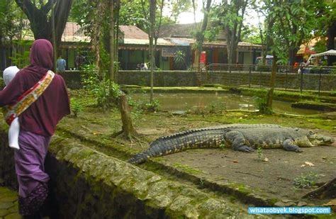 Kebun Binatang Surabaya Wisata Obyek Indonesia