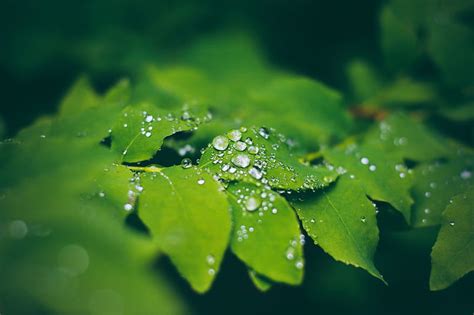 Leaves Macro Water Drops Nature Hd Wallpaper Peakpx