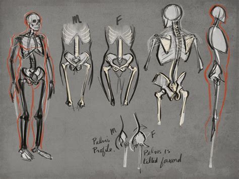 How To Draw Drawing Human Anatomy In 2020 Human Figure Drawing