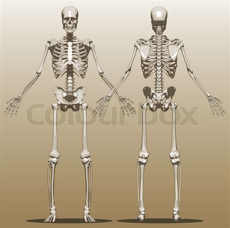 Front And Back View Of A Human Skeleton Stock Vector Colourbox