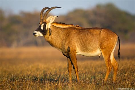 Kafue National Park Roan Antelopes Photos Pictures Images