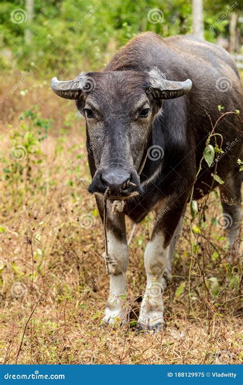 Black Water Buffalo Or Carabao Stock Image Image Of Hoof Closeup