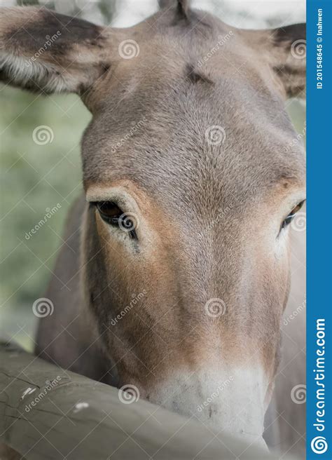 Close Up Portrait Of A Domestic Donkey Equus Asinus Asinus Stock Image