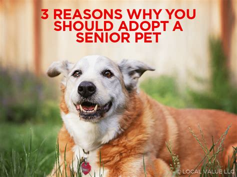 3 Reasons Why You Should Adopt A Senior Pet