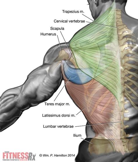 Upper Back Muscles Diagram Anat 214 Study Guide 2014 15 Woodman