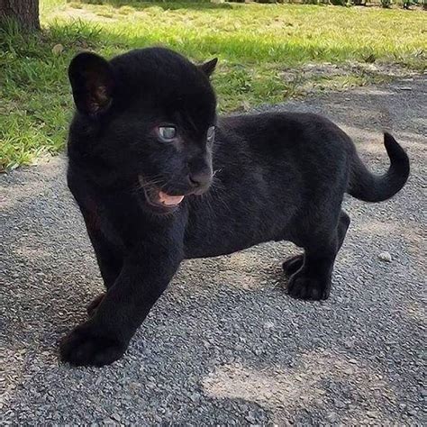 Black Panther Cute Animals Cute Baby Animals Baby Jaguar