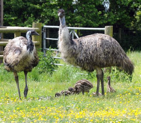 Emu Fun Facts And Information For Kids Emu Emu Bird Animals