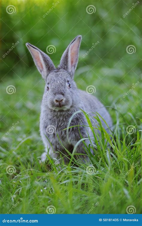 Grey Baby Rabbit Stock Image Image Of Grey Cute Rabbit 50181435