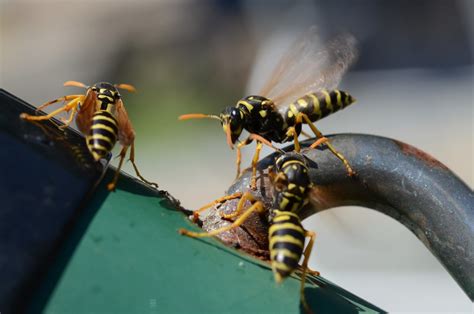 Most Common Bees And Wasps Insight Pest Solutions