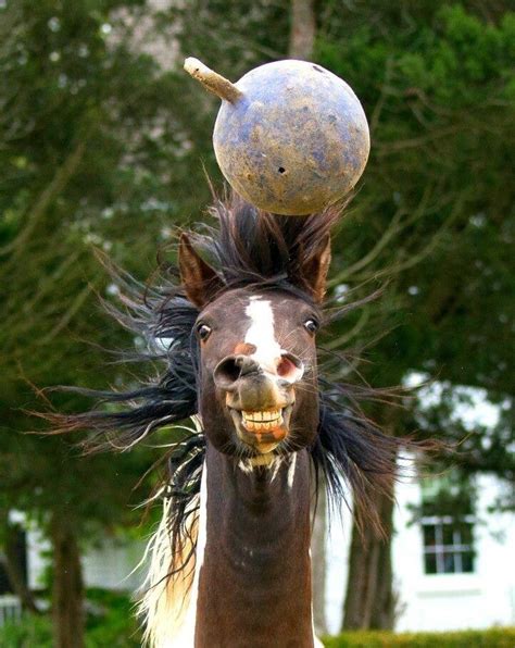 This Face Says Its All Funny Horse Pictures Funny Horses Horses