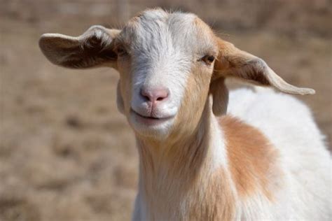 Wattles And Goat Genetics Pet Goat Goats Atlanta Zoo