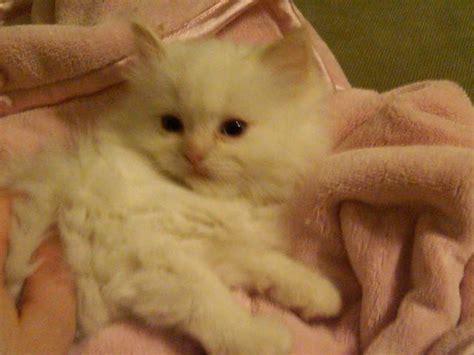 Cats, kittens, and kitties available for. Ragdoll Kittens FOR SALE ADOPTION from Hampton Falls New ...