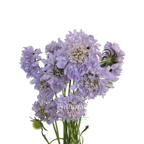 Scabiosa Lavender Blue Potomac Floral Wholesale