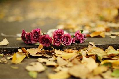 Flower Autumn Flowers Wallpapers Nature Fall Roses