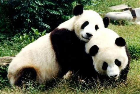 Kebun Binatang As Kembalikan 2 Panda Ke China Republika Online