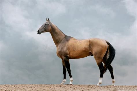 Pureblood Akhal Teke Stallion Stock Photo Image Of Runner Mane 51984196