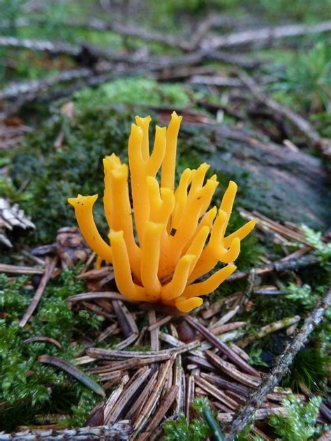 Der name des koloniebildenden hohltieres warmer meere, dessen meist rotes kalkskelett den modischen korallenschmuck liefert, wurde in mhd. Goldgelbe Koralle - essbare Pilze A bis Z