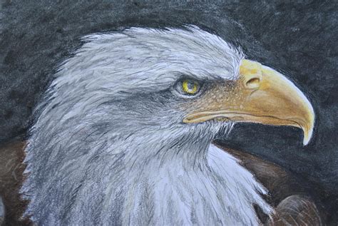 Bald Eagle Original Pencil Drawing Colored Pencil Art And Collectibles